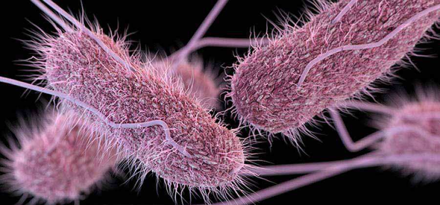 Un compuesto extraído de la cascarilla de soja actúa contra la bacteria Salmonella
