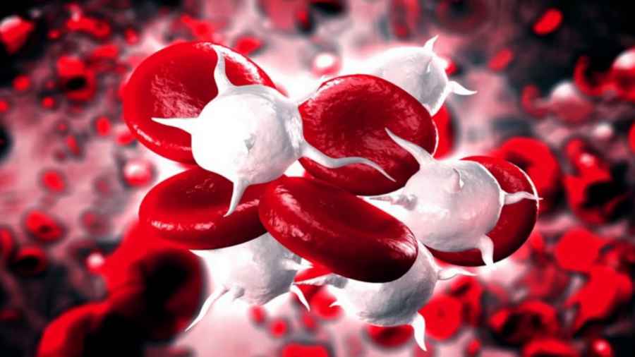 Identifican las infecciones del torrente sanguíneo con mayor riesgo de mortalidad