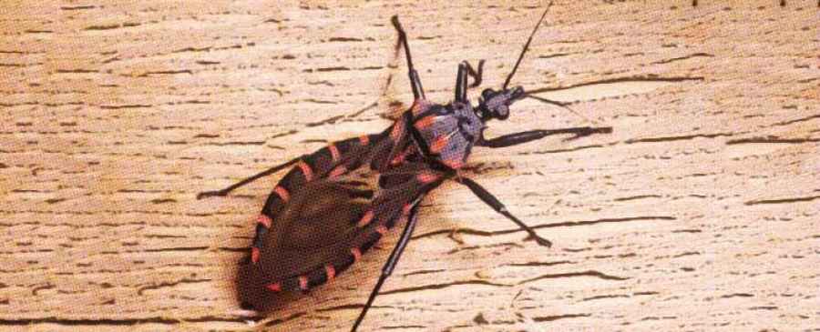 Cient&iacute;ficos argentinos avanzan en una vacuna contra el Chagas