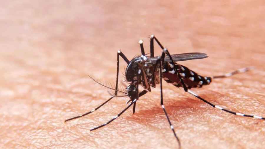 Dengue: preocupación por el aumento de casos