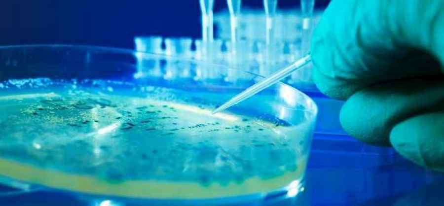 Descubren mecanismo para tratar infecciones crónicas