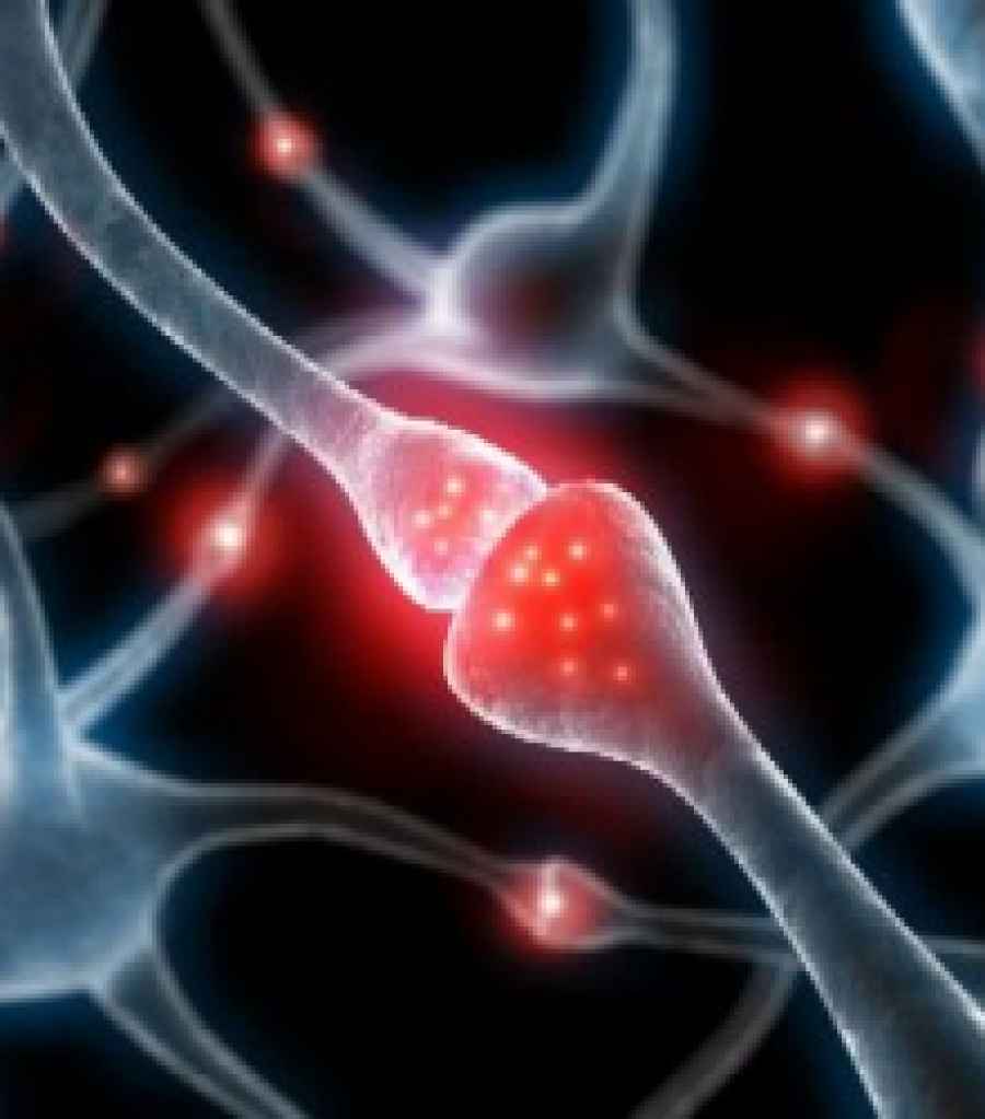 Un fármaco en experimentación acelera regeneración de los nervios tras lesión traumática