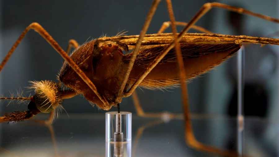 Argentina avanza hacia la certificaci&oacute;n de la eliminaci&oacute;n de la malaria