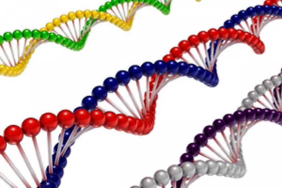 Est&aacute;n relacionados con la formaci&oacute;n de las prote&iacute;nas. Las conclusiones aparecieron en dos trabajos publicados por cient&iacute;ficos del CONICET