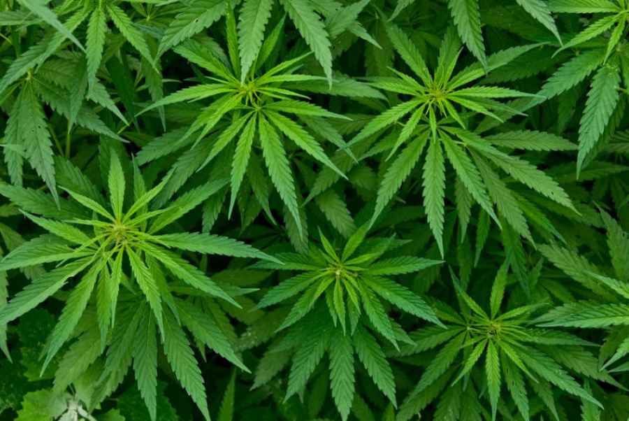 Cannabis medicinal: por primera vez autorizan el cultivo personal