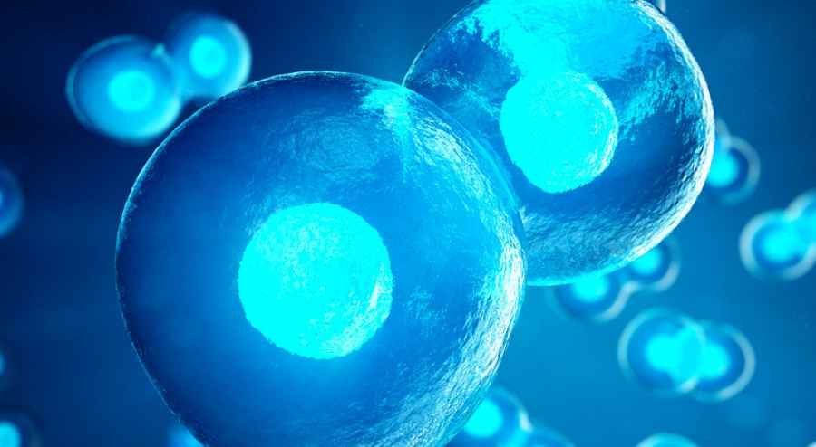 Asocian un subconjunto de células T con la diabetes tipo 1