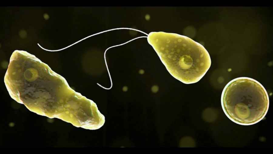 Es un par&aacute;sito de agua dulce, que aparece en r&iacute;os y lagunas. Muy pocas veces causa infecciones. Pero cuando lo hace, es fulminante. 