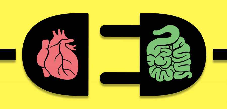 Una nueva clase de medicamentos cardiovasculares act&uacute;a en la v&iacute;a microbiana intestinal que produce TMAO