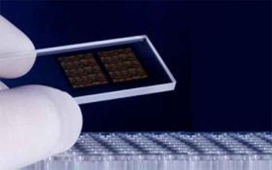 Investigadoras argentinas desarrollan chip que detecta en forma rápida a una bacteria patógena