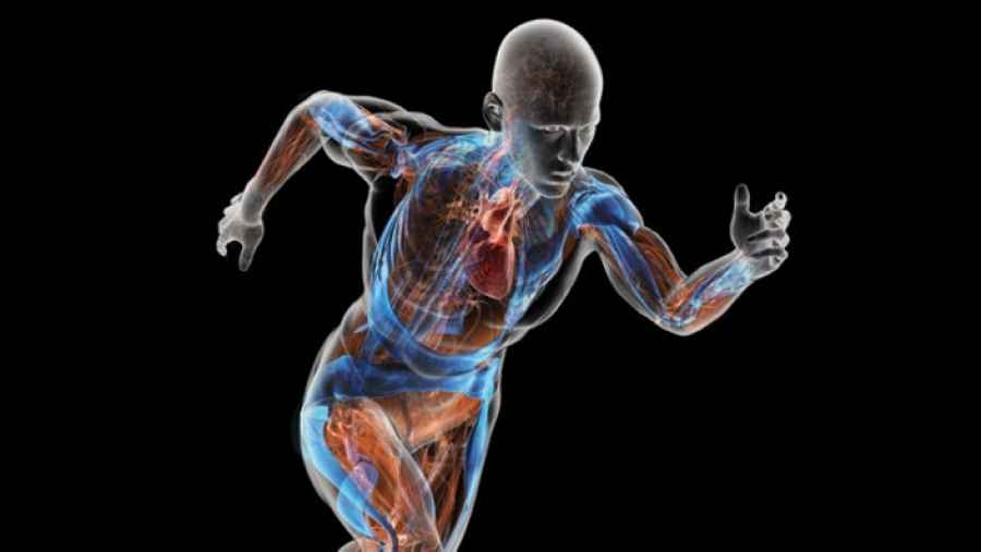 La comunicación entre órganos y tejidos que regula la energía del cuerpo