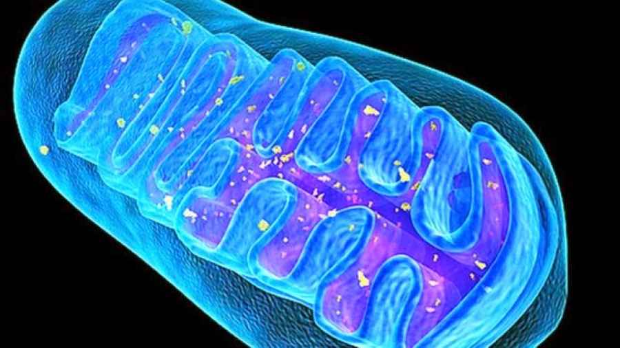 Descubren c&oacute;mo una mol&eacute;cula &lsquo;corrupta&rsquo; puede desencadenar autoinmunidad