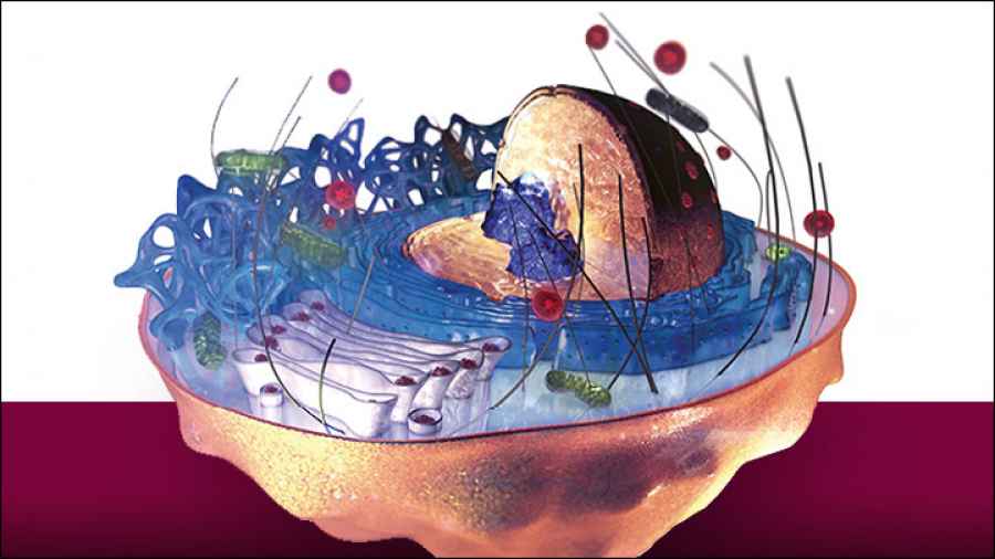 La &ldquo;huella digital&rdquo; de las c&eacute;lulas tendr&iacute;a potencial terap&eacute;utico contra el c&aacute;ncer