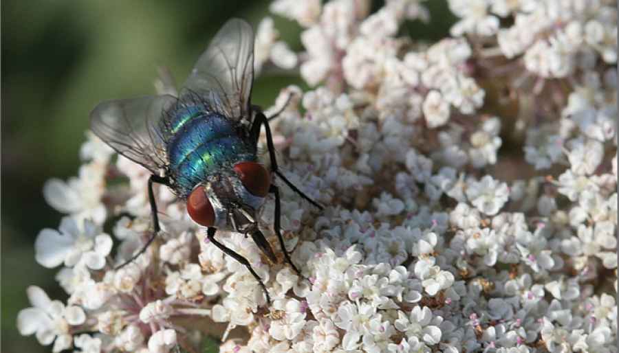 Larvas de moscas elaboran una sustancia que puede curar heridas crónicas